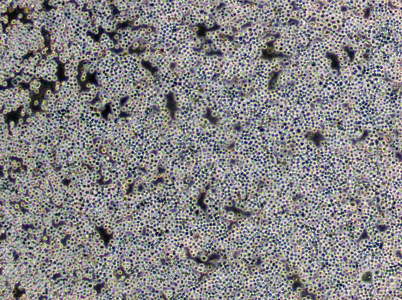 连四硫酸盐肉汤培养基基础,Fluid Tetrathionate Medium Base