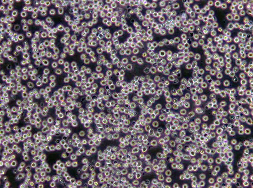 溶菌酶多粘菌素琼脂培养基基础,Lysozyme Polymyxin Agar Base