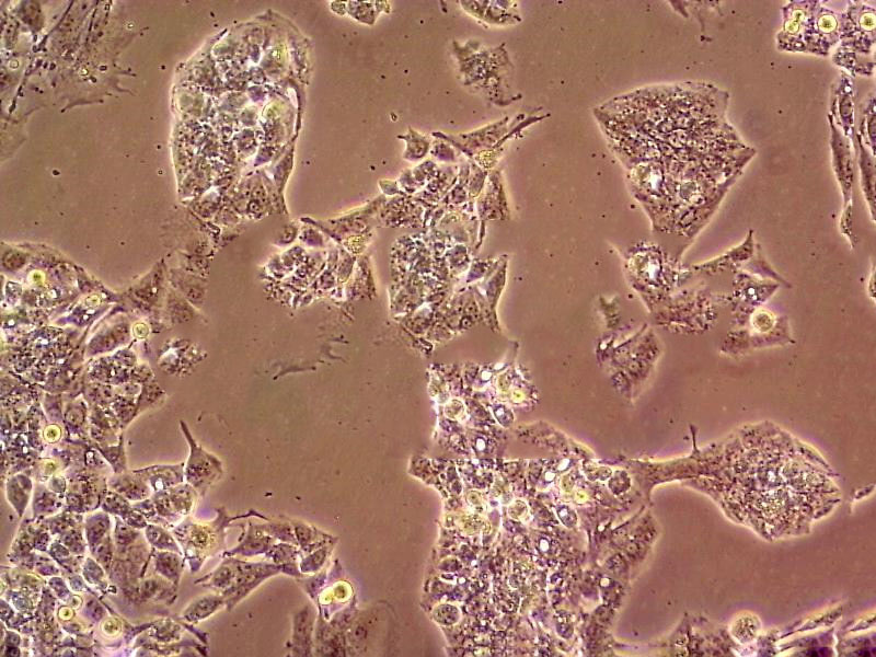 CHO-K1中国仓鼠卵巢复苏细胞(附STR鉴定报告),CHO-K1