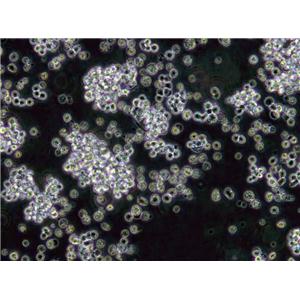 MKTTn肉汤培养基基础,Muller Kauffmann Tetrathionate Novobiocin Broth Base