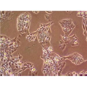 CHO-K1中国仓鼠卵巢复苏细胞(附STR鉴定报告)