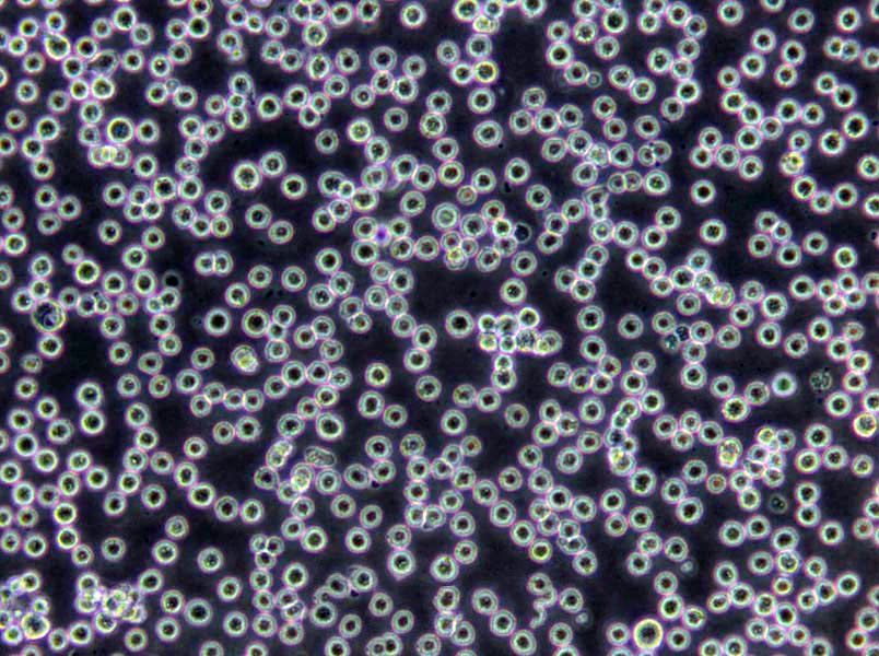 M17琼脂培养基基础,M17 Agar