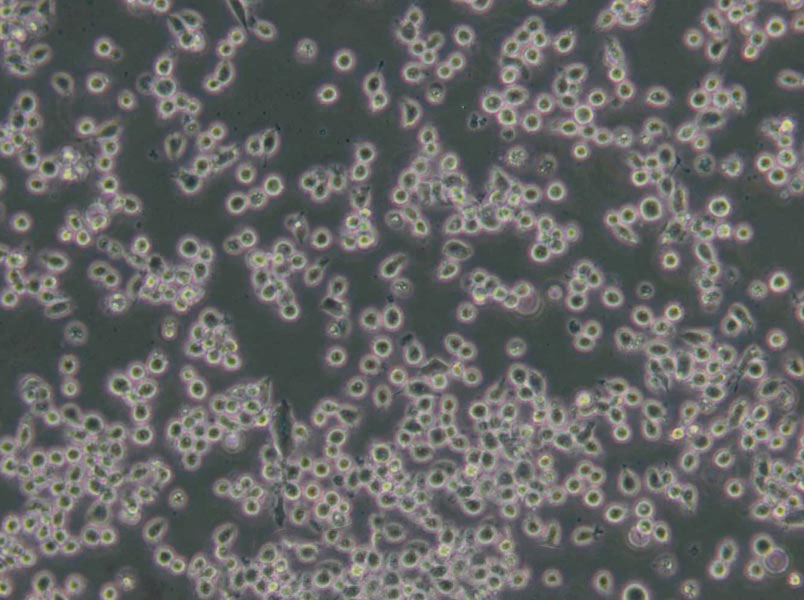 改良Camp-BAP琼脂培养基基础,Camp-BAP Agar,Modified