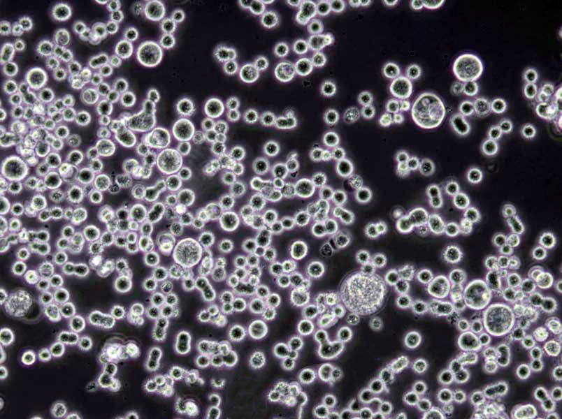 气单胞菌琼脂培养基基础,Aeromonas Agar(Bile Salt Irgasan Brilliant Green