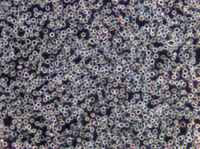 气单胞菌鉴别琼脂培养基基础,Aeromonas Differential Agar