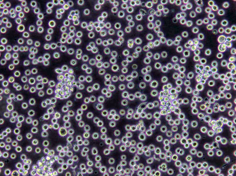 AK琼脂培养基基础2号,AK Agar #2(Sporulating)