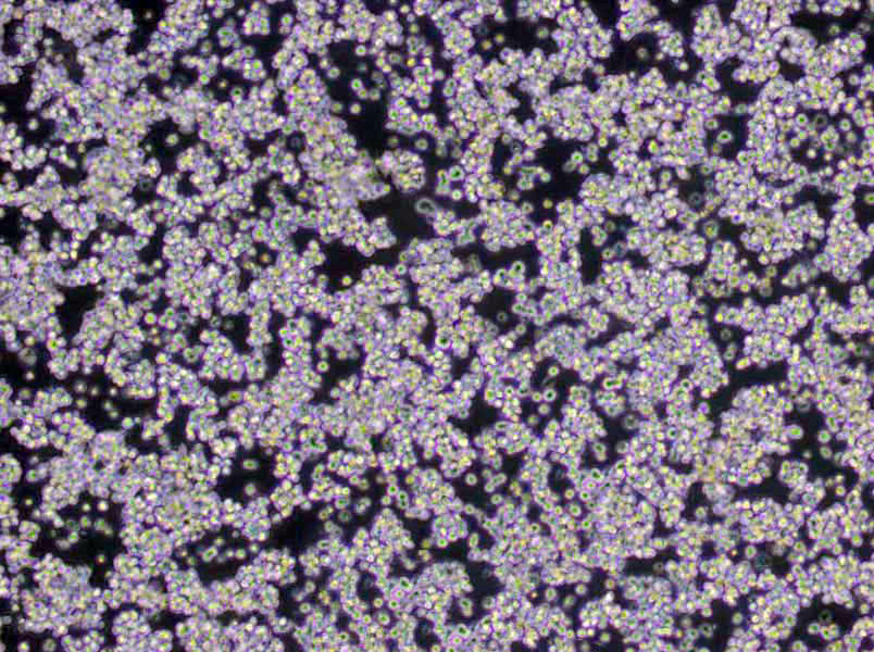 氨基酸脱羧酶试验对照培养基基础,Aminoacid Decarboxylase Test Medium controls