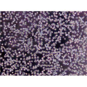 Pfizer肠球菌选择性琼脂培养基基础,Pfizer Enterococcus Selective Agar