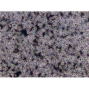 氯化钠结晶紫增菌液培养基基础