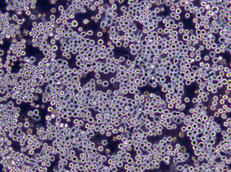 乙酰胺琼脂基础培养基,Acetamide Agar