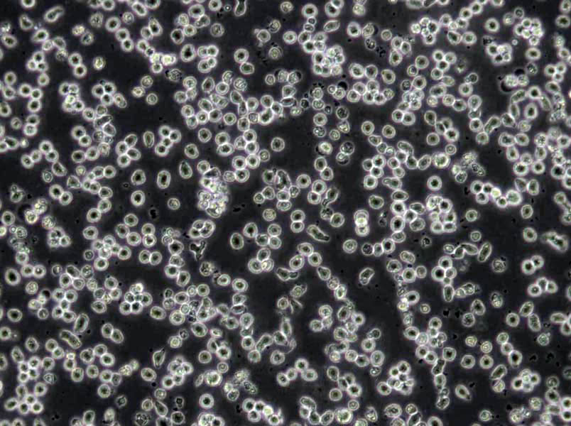 EG琼脂基础培养基,EG Agar Medium