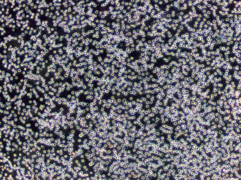 改良Frey氏固体基础培养基,Modified Mycoplasma Agar Medium Base(Frey)