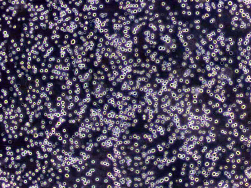 改良Frey氏基础培养基,Modified Mycoplasma Broth Medium Base(Frey)