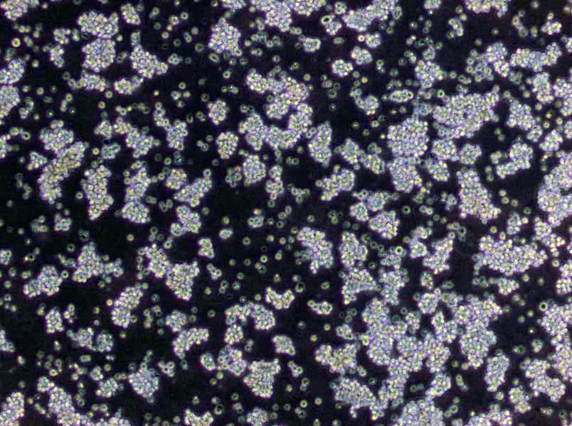 MS基础培养基[1/2蔗糖、不含琼脂],Murashige & Skoog Medium without Agar (1/2 Sucrose