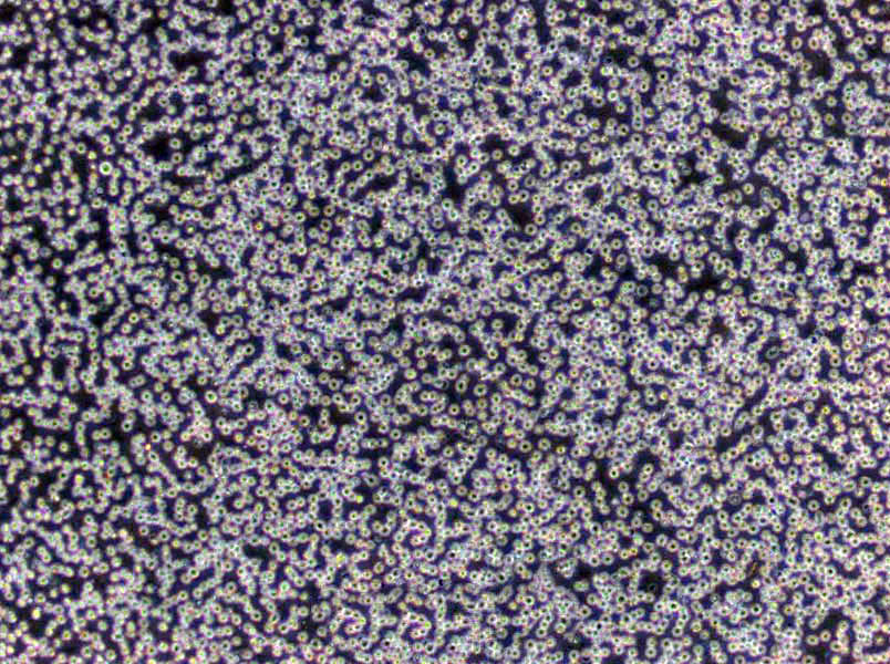 MD琼脂基础培养基,Minimal Dextrase Agar Medium