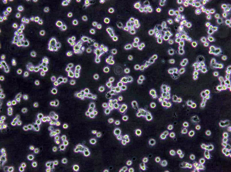 赖氨酸基础培养基,Lysine Medium