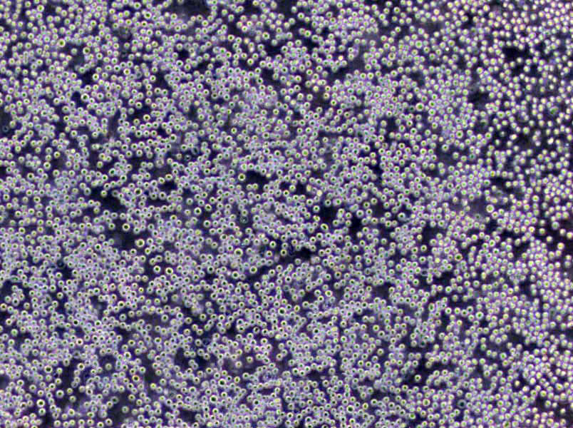 DG-18琼脂基础培养基,Dichloran Glycerol Agar Base