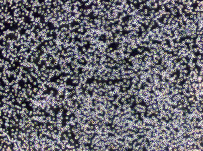 淀粉硫酸铵琼脂基础培养基,Starch Ammonium Sulphate Agar(Krassilnikov, 1950)