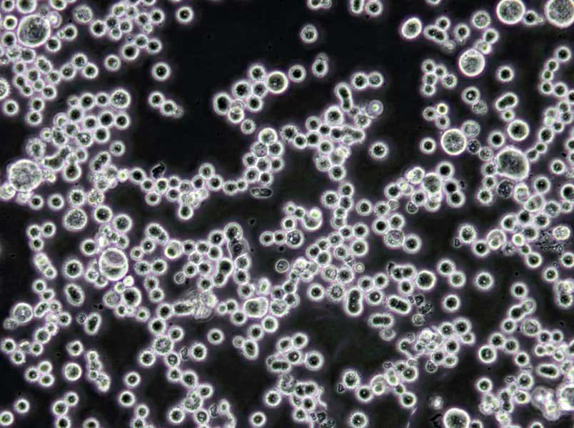 甘油甘氨酸琼脂基础培养基,Glycerol glycine agar (Okazaki and Okami, 1976)