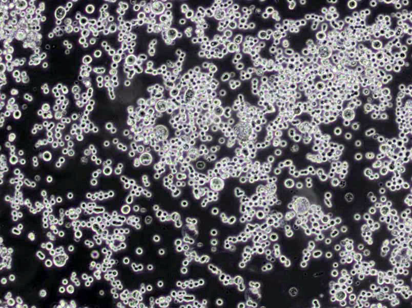 甘油天门冬素琼脂基础培养基,ISP Medium 5( Glycerol Asparagine Agar Base)