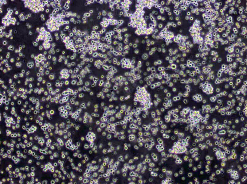 无机盐淀粉琼脂基础培养基,ISP Medium4(Inorganic Salts-Starch Agar)