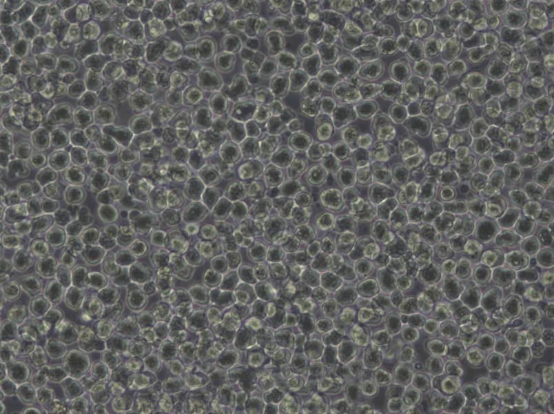 HL-60 Lymphoblast Cell|人原髓細(xì)胞白血病傳代細(xì)胞(有STR鑒定),HL-60 Lymphoblast Cell