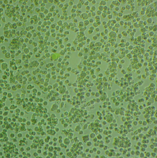 mTEC琼脂基础培养基,m TEC Agar