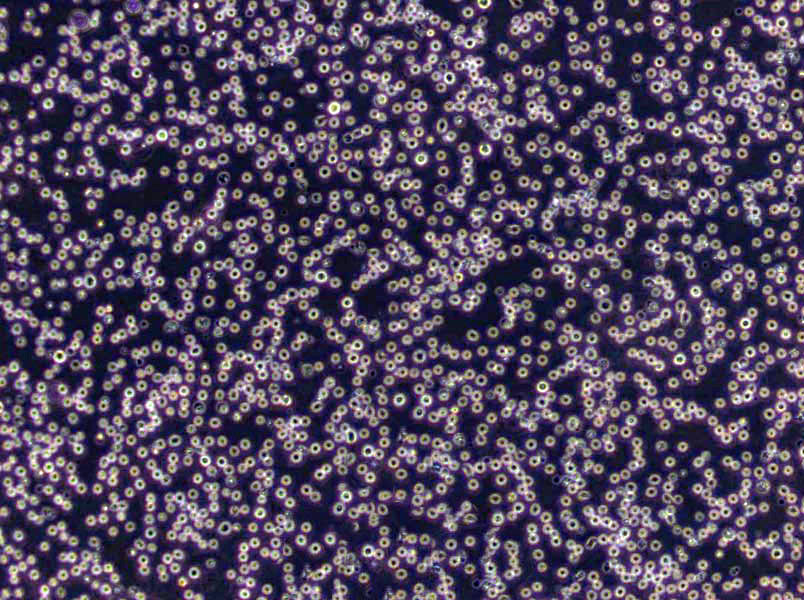 胰蛋白月示琼脂基础培养基,Tryptose Agar