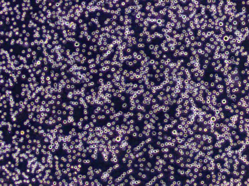 嗜热脂肪杆菌恢复琼脂基础培养基,Bacillus Stearothermophilus Recovery Agar Medium