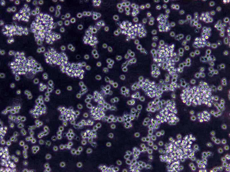 胰蛋白胨大豆肉汤基础培养基,Trypticase Soy Broth