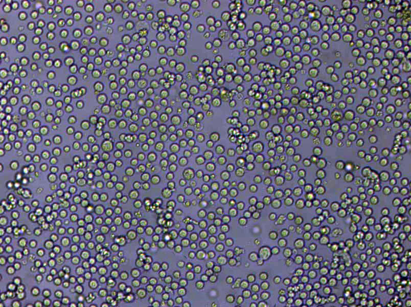 T2 Lymphoblast Cell|人淋巴母传代细胞(有STR鉴定,T2 Lymphoblast Cell