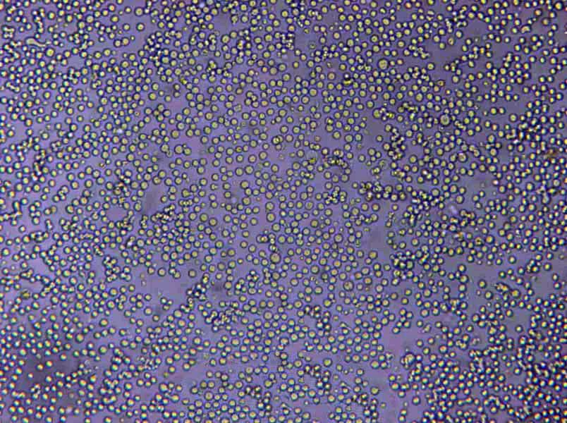 EL4 Lymphoblast Cell|EL4小鼠淋巴瘤传代细胞(有STR鉴定),EL4 Lymphoblast Cell