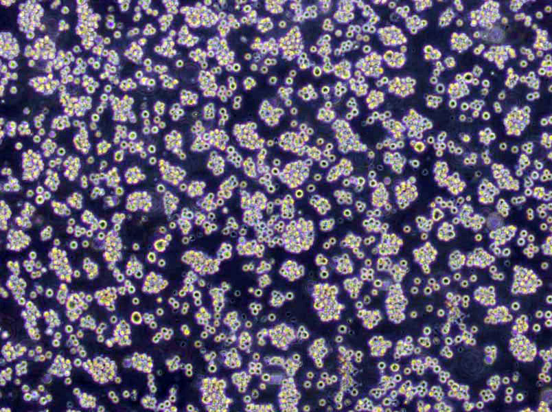 TF-1 Lymphoblast Cell|人红系白血病传代细胞(有STR鉴定),TF-1 Lymphoblast Cell