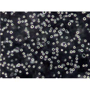 Mono-Mac-6 Lymphoblast Cell|人急性单核细胞白血病传代细胞(有STR鉴定),Mono-Mac-6 Lymphoblast Cell