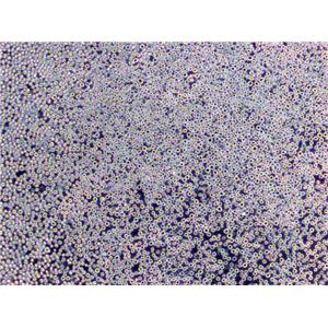 M-07e Lymphoblast Cell|人巨核傳代細(xì)胞(有STR鑒定)