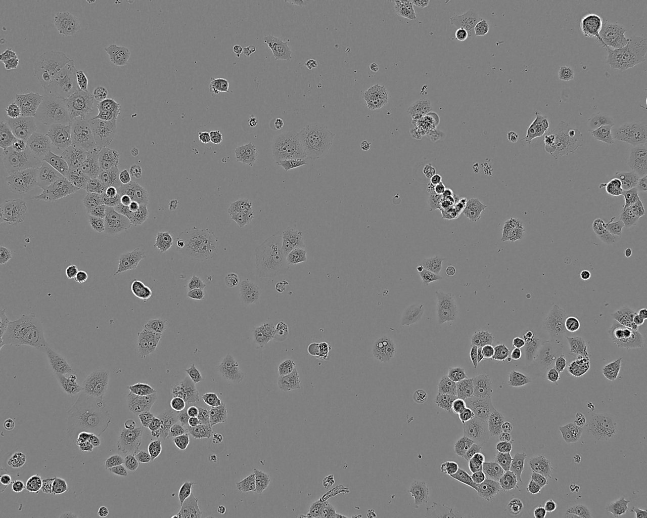HEK293-FT Epithelial Cell|表达SV40T抗原人胚肾上皮传代细胞(有STR鉴定),HEK293-FT Epithelial Cell