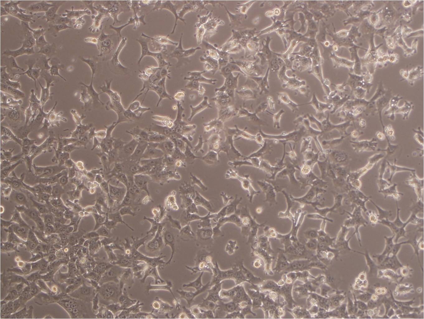 COS-7 Epithelial Cell|SV40转化的非洲绿猴肾传代细胞(有STR鉴定),COS-7 Epithelial Cell