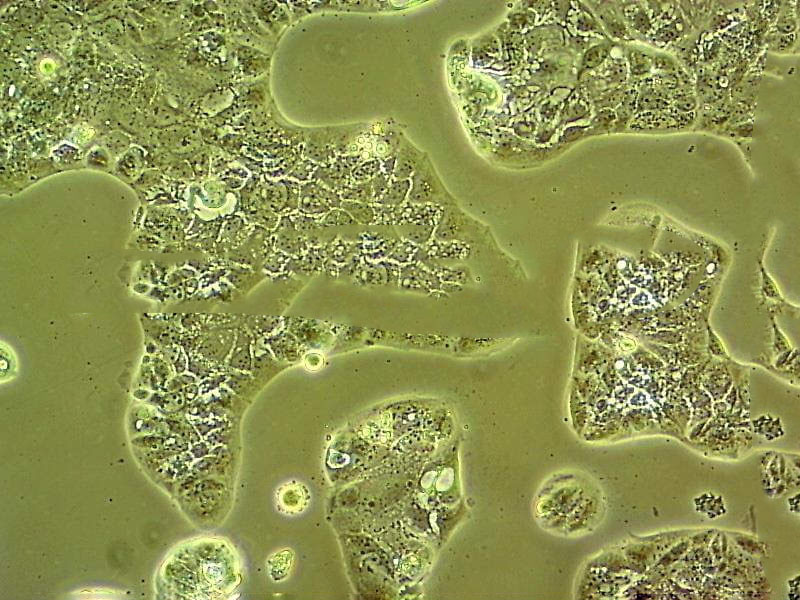 AAV-293 Epithelial Cell|腺病毒轉(zhuǎn)化的人胚腎傳代細(xì)胞(有STR鑒定),AAV-293 Epithelial Cell