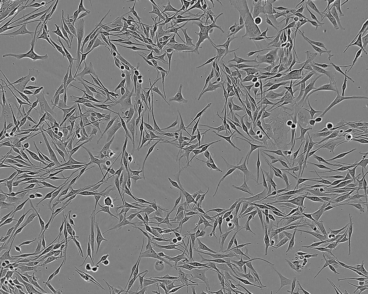 L Wnt-3A Epithelial Cell|小鼠皮下结缔组织传代细胞(有STR鉴定),L Wnt-3A Epithelial Cell