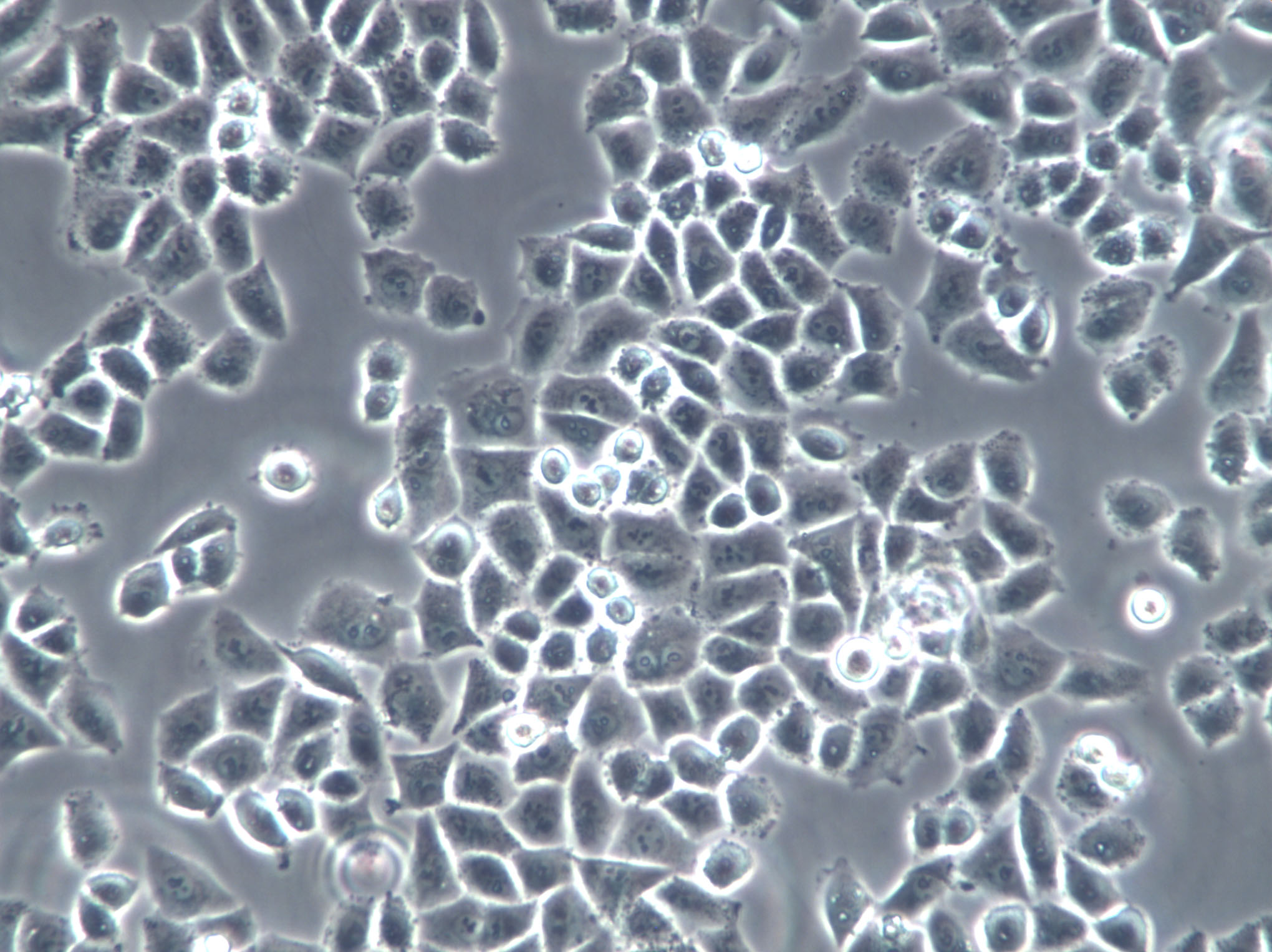 Vero C1008 Epithelial Cell|非洲绿猴肾传代细胞(有STR鉴定),Vero C1008 Epithelial Cell