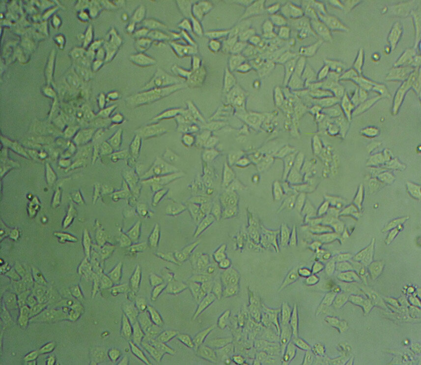 COLO 699 Epithelial Cell|人肺癌腺癌傳代細(xì)胞(有STR鑒定),COLO 699 Epithelial Cell