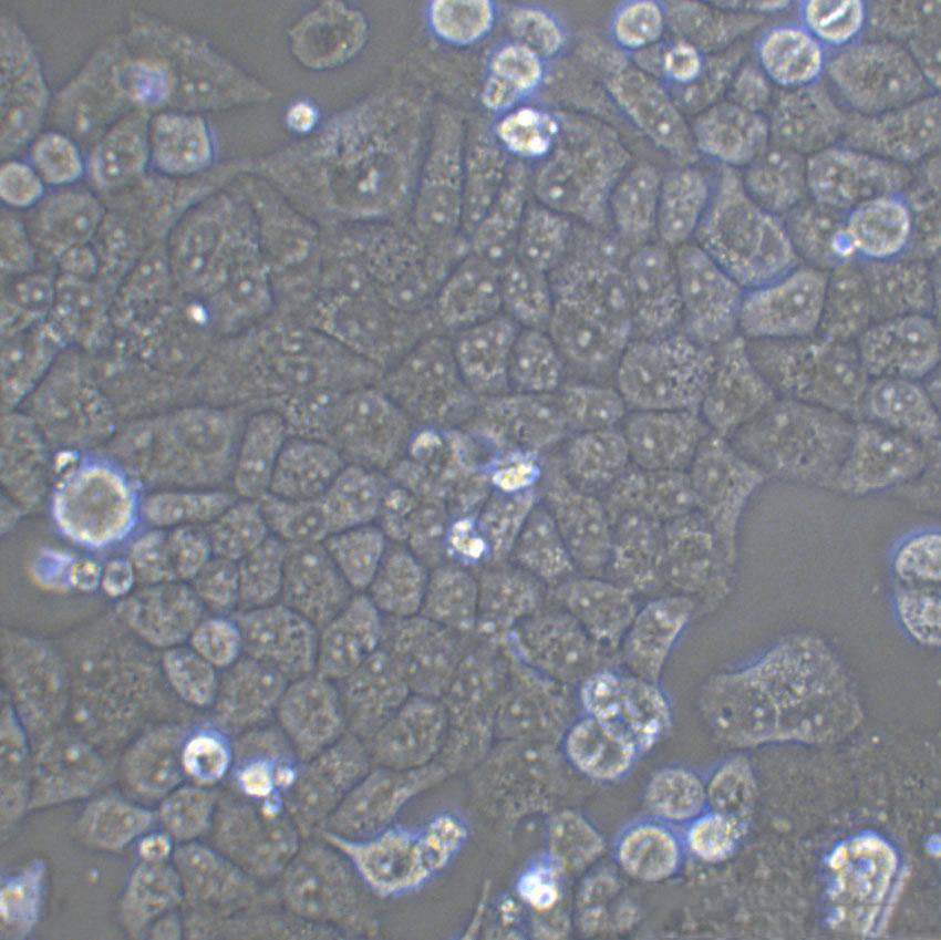 PK-15 Epithelial Cell|豬腎傳代細胞(有STR鑒定),PK-15 Epithelial Cell