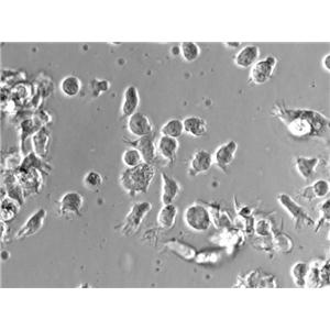 APRE-19 Epithelial Cell|人视网膜上皮传代细胞(有STR鉴定)
