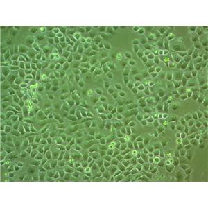 L-02 Epithelial Cell|人肝传代细胞(有STR鉴定)