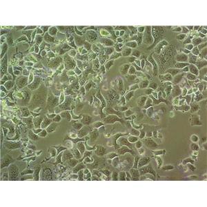 LS180 Epithelial Cell|人结肠腺癌传代细胞(有STR鉴定)