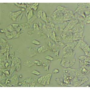 SNU-878 Epithelial Cell|人肝癌传代细胞(有STR鉴定),SNU-878 Epithelial Cell