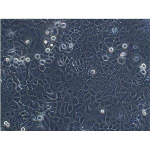 NCI-H2052 Epithelial Cell|人恶性胸膜间皮瘤传代细胞(有STR鉴定)