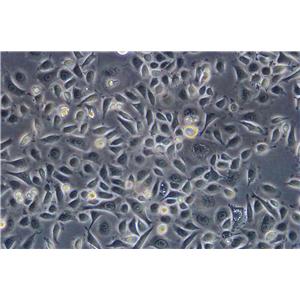 LLC-MK2 Epithelial Cell|恒河猴肾传代细胞(有STR鉴定),LLC-MK2 Epithelial Cell