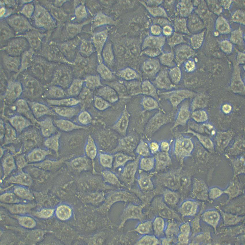 HT-29 Fresh Cells|人结肠癌细胞(送STR基因图谱),HT-29 Fresh Cells