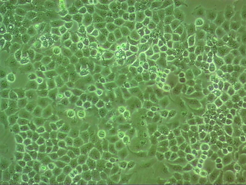 HaCaT Fresh Cells|人永生化表皮细胞(送STR基因图谱),HaCaT Fresh Cells